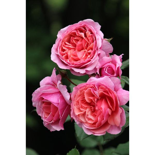 ラデュレ(バラ苗：ギヨー社・フランス） 大苗予約 《契約品種》 : 大神