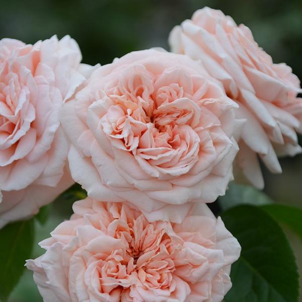 XeB[EIbg`Fg(ocF[YEojj@c\@s_ѐYȁ@o^it