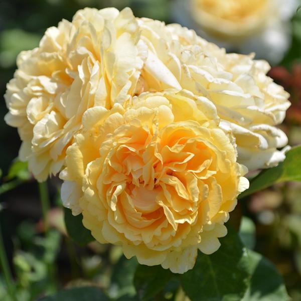 xbEfBEg[fBiocF[Yojj@c\@s_ѐYȁ@o^it