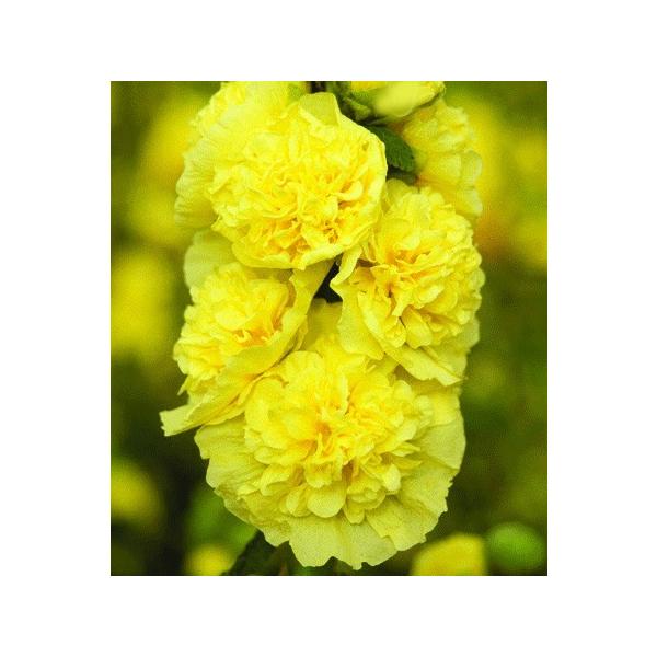 AZAizzbNj ^`AICij h _uid炫j CG[i10.5cm|bgj