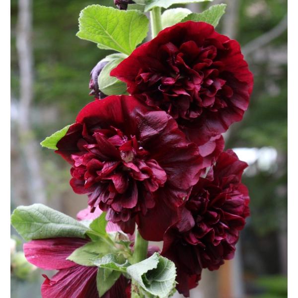 AZAizzbNj@^`AICij@h@_uid炫j@`FXibcuEi10.5cm|bgj