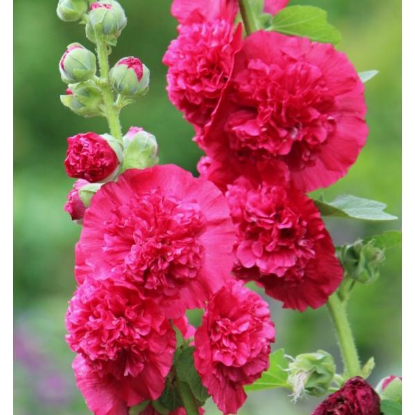 AZAizzbNj@^`AICij@h@_uid炫j@bhi10.5cm|bgj