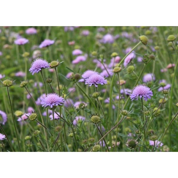 NiEeBAEAxVXiu[CbNj@h