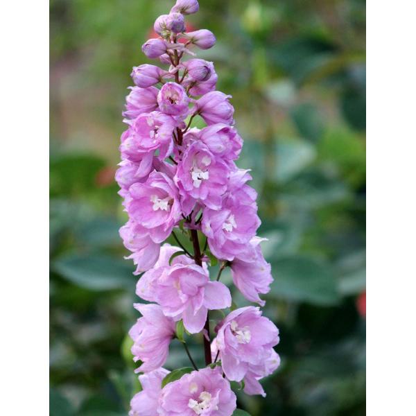 ftBj[EAXgbgi10.5cm|bgj@h@K[fjOp