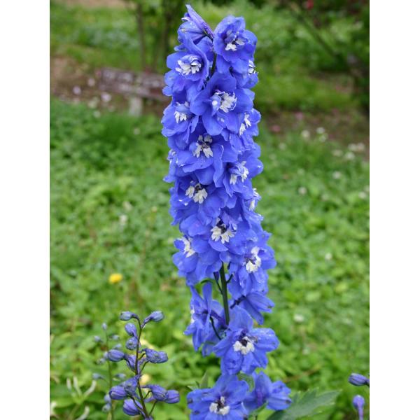 ftBj[Eu[o[hi10.5cm|bgj@h@K[fjOp