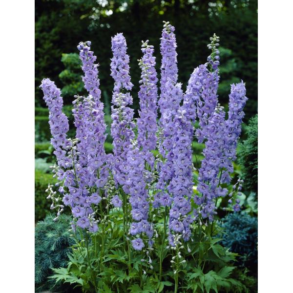 ftBj[EMlo[i10.5cm|bgj@h@K[fjOp