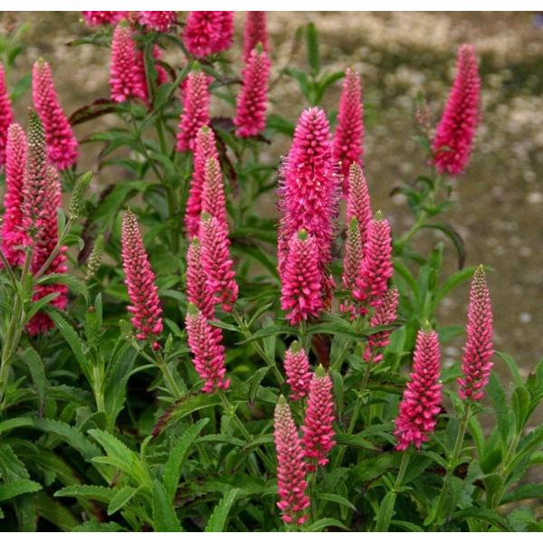 xjJEbhtHbNX@bh@h@K[fjOp