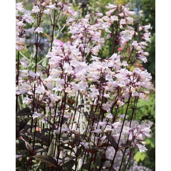 yXeEnXJ[bh@tEzCg@h@K[fjOp