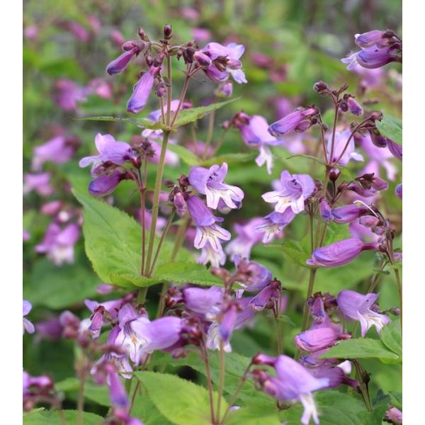 yXeEX[[@CbN@h@K[fjOp