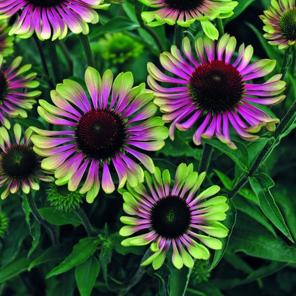 GLiZAEO[cCX^[(10.Tcm|bg)@h