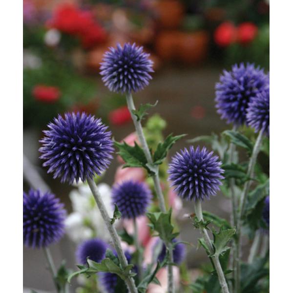 GLmvXEu[(10.Tcm|bg)@h