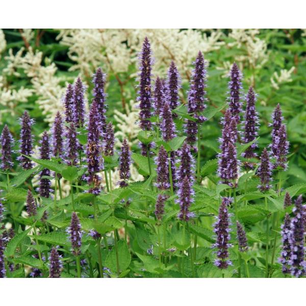 AKX^[VF@ubNA_[i10.5cm|bgj@h