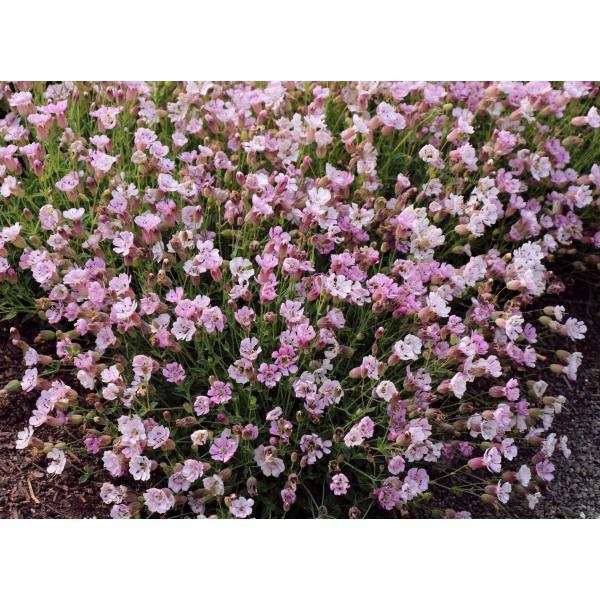 Vl@VFsNi10.5cm|bgj@h@K[fjOp