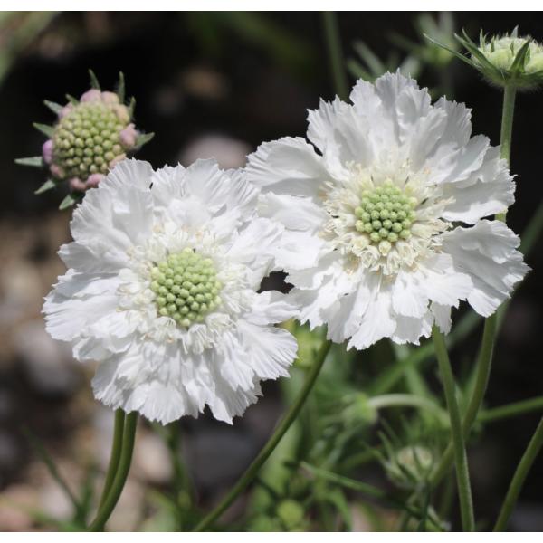 XJrIT@R[JTXzCgi10.5cm|bgj@h@K[fjOp