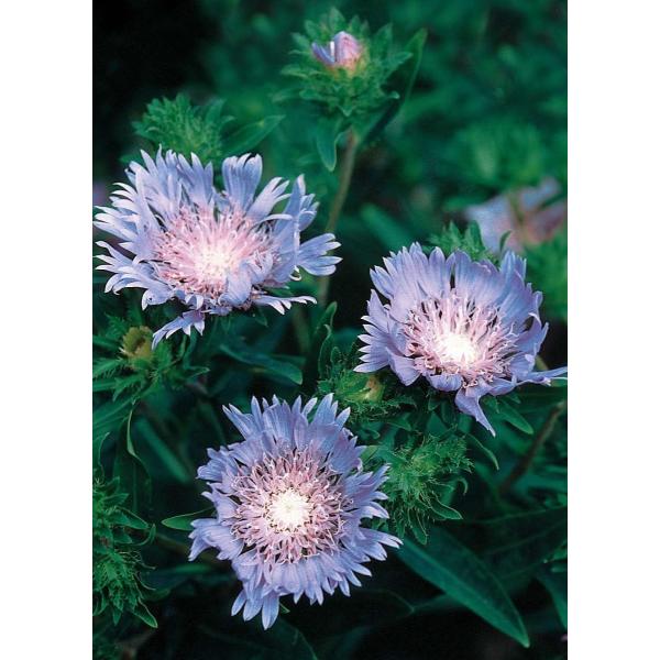 XgPVA@u[X^[i10.5cm|bgjh@K[fjOp