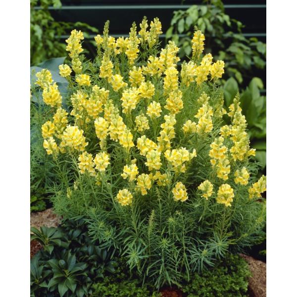 hiA@fuKXf@hi10.5cm|bgj