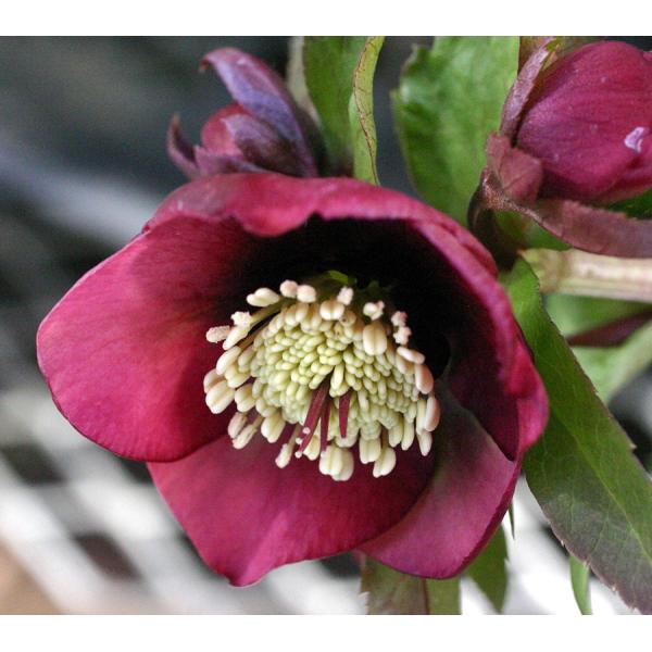 ＜商品について＞クリスマスローズは無茎種（茎がなく、根茎から葉柄と花柄が別々に伸びる）のヘレボルスで、無茎種の原種を交雑させてできた園芸種を指します。人気の高い多年草で、多くは常緑ですが、落葉するものもあります。強健で育てやすいものが多いの...