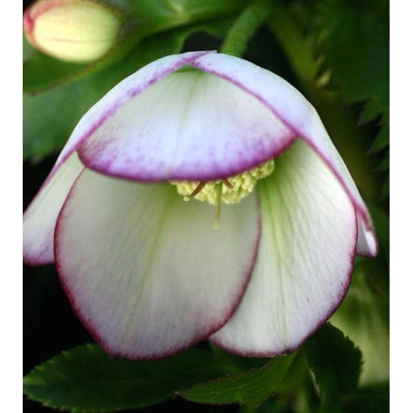 ＜商品について＞クリスマスローズは無茎種（茎がなく、根茎から葉柄と花柄が別々に伸びる）のヘレボルスで、無茎種の原種を交雑させてできた園芸種を指します。人気の高い多年草で、多くは常緑ですが、落葉するものもあります。強健で育てやすいものが多いの...