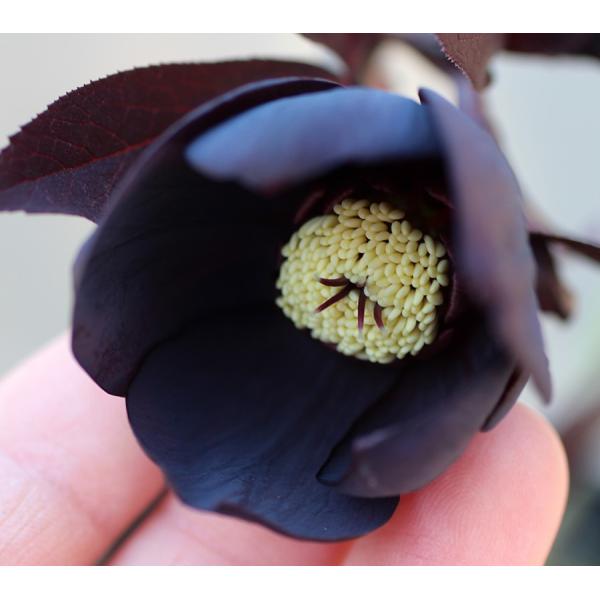 �N���X�}�X���[�Y�E�I���G���^���X�@�u���b�N