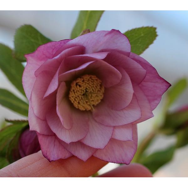 ＜商品について＞クリスマスローズは無茎種（茎がなく、根茎から葉柄と花柄が別々に伸びる）のヘレボルスで、無茎種の原種を交雑させてできた園芸種を指します。人気の高い多年草で、多くは常緑ですが、落葉するものもあります。強健で育てやすいものが多いの...