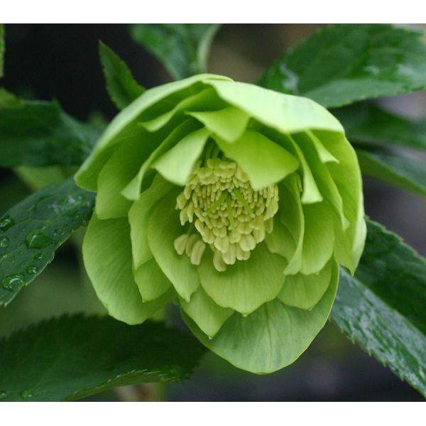 クリスマスローズ・オリエンタリス　グリーニッシュダブル＜商品について＞クリスマスローズは無茎種（茎がなく、根茎から葉柄と花柄が別々に伸びる）のヘレボルスで、無茎種の原種を交雑させてできた園芸種を指します。人気の高い多年草で、多くは常緑ですが...