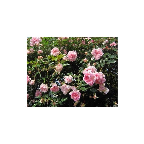 ogafarm_10002203
