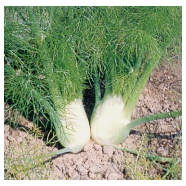 Fennel学名：Foeniculm vulgare var．azoricum 'Romanesco'分類：セリ科・ウイキョウ属/多年草茎の根もとが膨らむこのフェンネルは、多年草ですが、野菜のように食べてしまうので、一年草のようにして育てま...