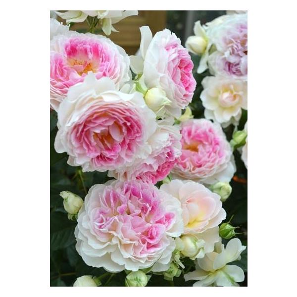 ogafarm_10002273