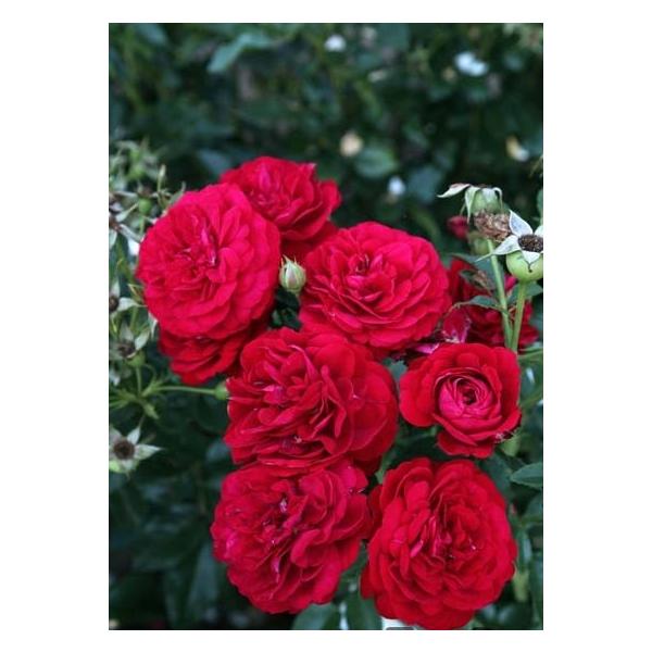 四季咲き⭐️大輪薔薇１５品種⭐️１５ポット ogafarm_10002277