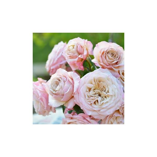 G[ic@s_ѐYȁ@o^itj7A@lG炫@oc@͖{o@Kawamoto Brand Roses@wuV[Y