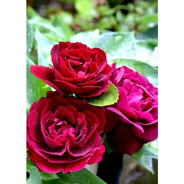 Xj[EhDEhNgEWC(oc:o)@c\