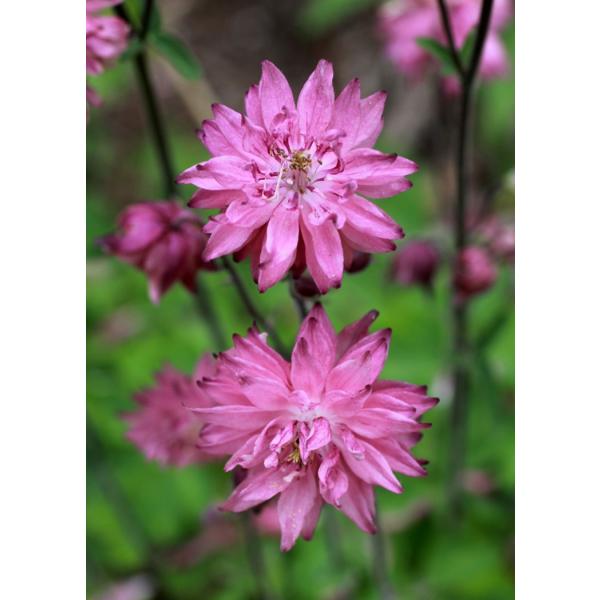 mI_}LE[Yo[@h@K[fjOpi10.5cm|bgj