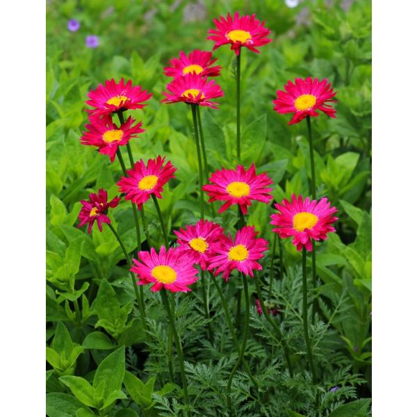 NTZ}Er\bh(10.5cm|bg)@h@