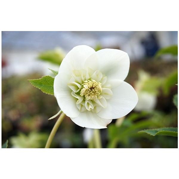 NX}X[YEIG^X@Z~_uEzCg