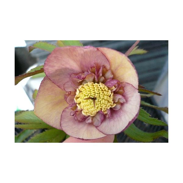 NX}X[YEIG^X@Z~_uEAvRbg