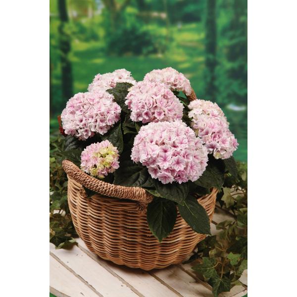 K[fnChWAiAWTCj[~[vZXV[Y@hvZX V[bgh@6@