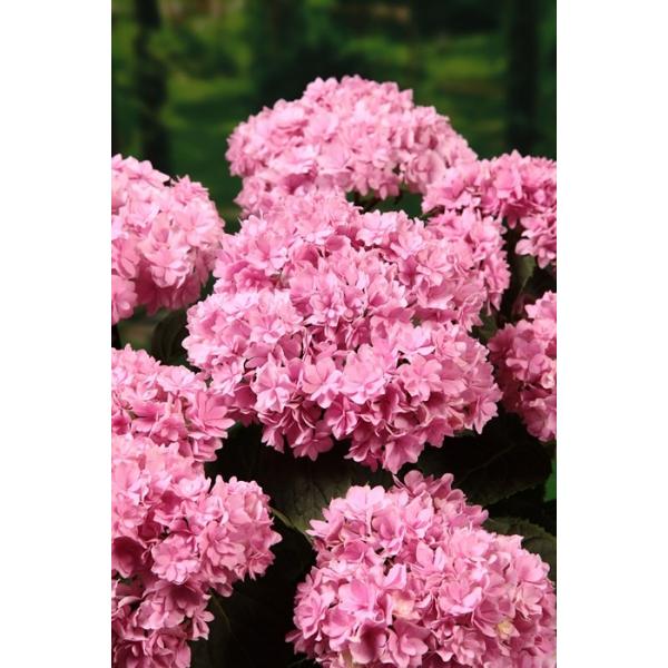 K[fnChWAiAWTCj[~[vZXV[Y@hgDMU[ ubNr[eB[h@6@