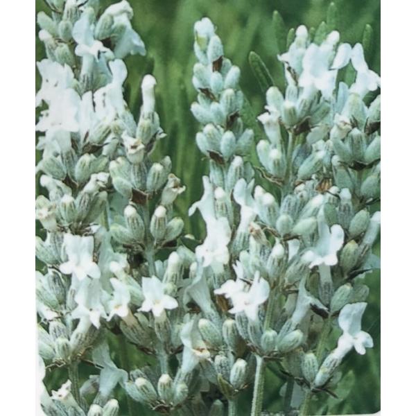 ラベンダー・ロング　ホワイト花穂が長い白花品種です。比較的暑さに強く、大きく育ちます。ラバンディン系の品種の中でも樹勢が良く、育てやすいです。また、精油分が多く、香りが強いです。※画像はイメージです。実際にお届けする苗ではありません。
