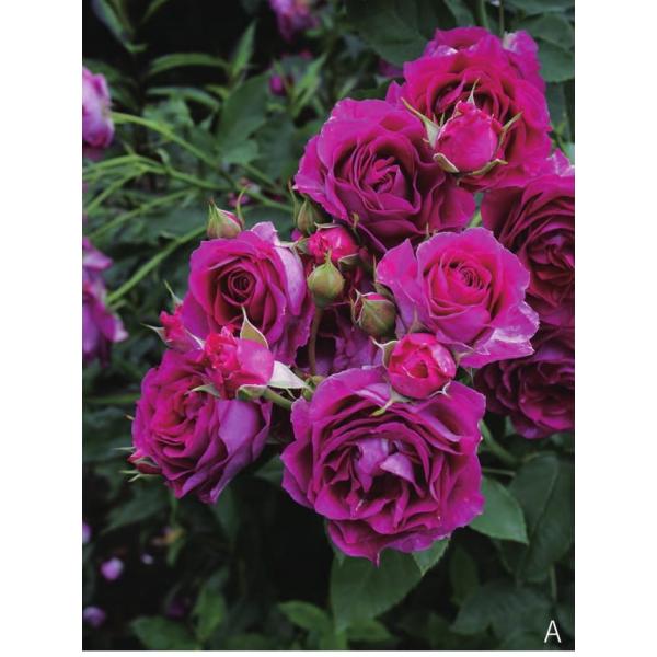 モン プレジール バラ苗 ギヨー社 フランス 大苗予約 大神ファームyahoo 店 通販 Yahoo ショッピング