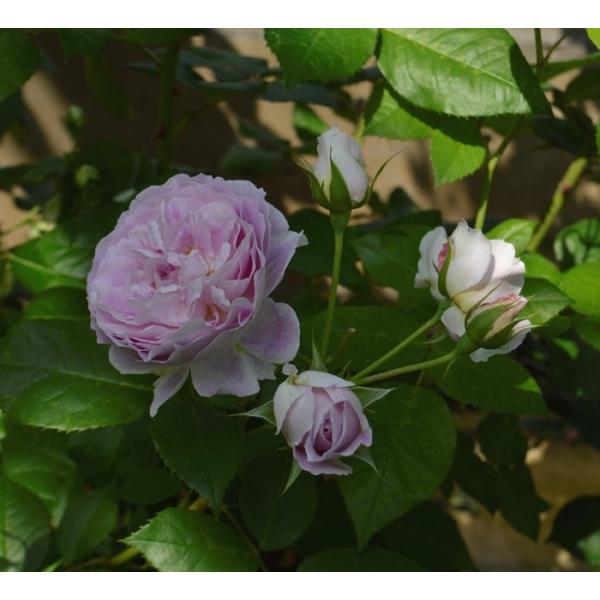 G[fV^C (oc:o)@c\@s_ѐYȁ@o^it@