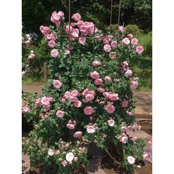 ߁i炲j  (oc:o)@c\@s_ѐYȁ@o^it@