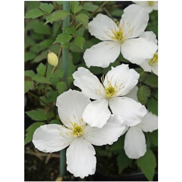 N}`X@fXm[t[Nfi^inj@12cm|bg