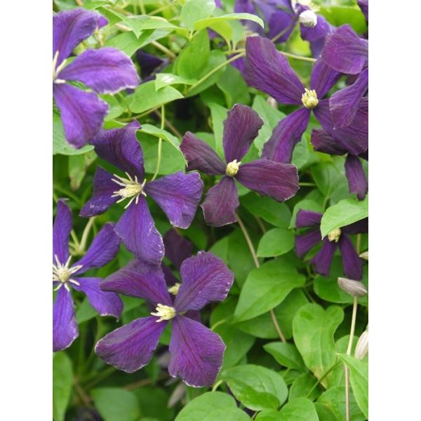 クレマチス エトワール バイオレット 系統 ビチセラ系 新枝咲き 大神ファームyahoo 店 通販 Yahoo ショッピング