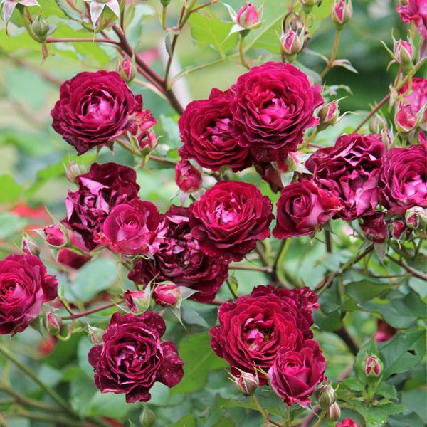 ソムリエール （バラ苗：ドミニク・マサド） 大苗 《契約品種》 : 大神