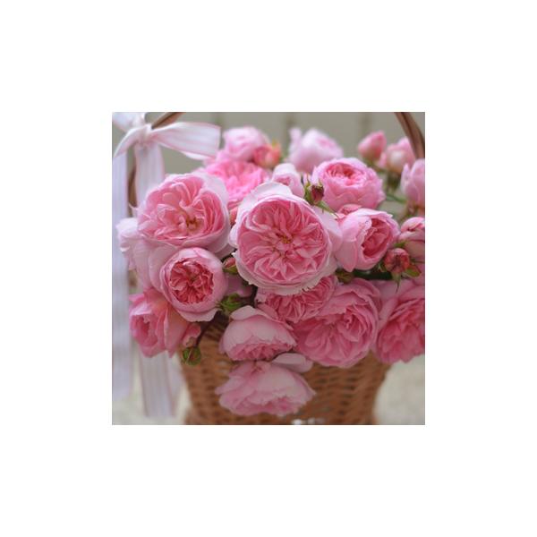 �����o���i�o���c�F�͖{�o���� Kawamoto Brand Roses�j�@��c�@�s�_�ѐ��Y�ȁ@�o�^�i��t