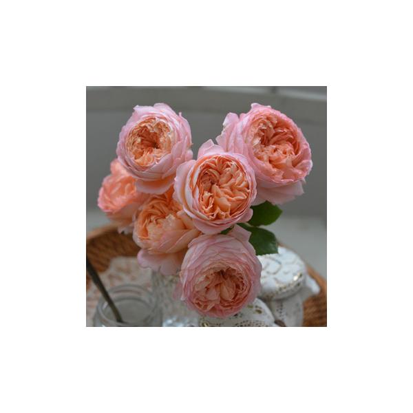 �R���t�B�`���[���i�o���c�F�͖{�o�����j�@��c�\��@�s�_�ѐ��Y�ȁ@�o�^�i��t�@�@