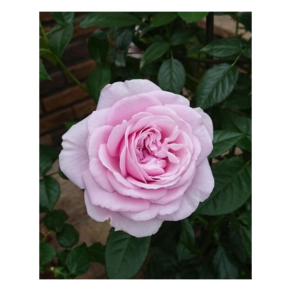 pt[EhXiocFojc\@s_ѐYȁ@o^it