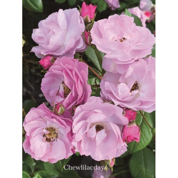 CbNEfCYiocFojc\@s_ѐYȁ@o^it@