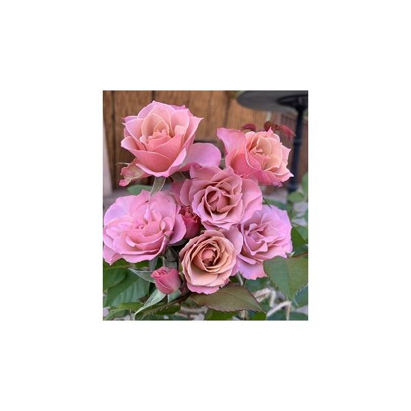 i߂jiocFF&amp;G[Yjc\s_it