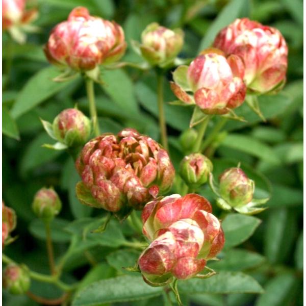 ラディッシュ 苗 苗の人気商品 通販 価格比較 価格 Com